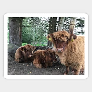 Scottish Highland Cattle Calves 1519 Sticker